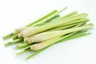 Picture of HERBS LEMON-GRASS