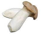 Picture of MUSHROOMS KING OYSTER