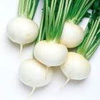 Picture of TURNIPS