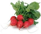 Picture of RADISH RED