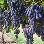 Picture of GRAPES BLACK SAPPHIRE